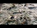 Unbelievable Fishing Video || मछली वाला वीडियो || Pangasius Fish || Machhali Wala