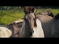 MUSTANG Wild Horses  32 facts #wild #wildlife #wild horses #horse #animals