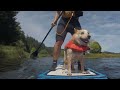 Rivers like this are easy to paddleboard with a dog
