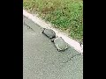 Turtle with road rage!!!