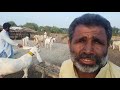Gulabi Goat Champion | Interview with Dil Murad Bugti