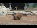 Lama la Grădina Zoologică din Craiova