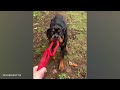 Funny Rottweiler That Make You Laugh Too Hard 🤣🐶 Funny dog videos 2024