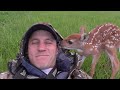 Baby deer rescue and release