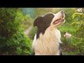 How Border Collies work: The most intelligent dog