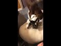 Little baby goat playing with his doggies