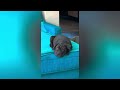 Smart Animal Moments🤣 - Funny Dogs and Cats Compilation😇 #19