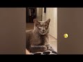 FUNNIEST CAT AND DOG VIDEOS 2023 #40