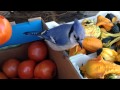 Hungry Blue Jay Eats Tomatoes