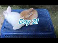 Baby Rabbit | 1 Day to 30 Days Old | Ang cute bilis lumaki.