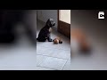 This dog's reaction is SO CUTE (Puppy Looks sad when door closes in front of him)