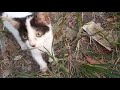 Kittens abandoned by someone, cute playing in the grass