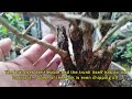 Repotting of my Bluebell (Desmodium sp.) Bonsai [w/ English Subtitles]