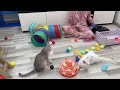 When you have a 200 IQ cat 😂 New funny animal videos 2024 😅