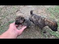 Funny Video Dogs 🐶|| Funniest Video Pet