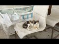 Mexico S2E3 #cat #cute #maxico #adorable #kitten #fypシ