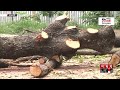শতবর্ষী গাছ কেটে শহীদ মিনার নির্মাণ! | Deforestation | Tree Cutting | Rajshahi | Somoy TV