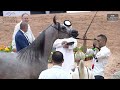 N 49 KABIRAT CHAMAL   Morocco Breeders Show 2024   EAHGC   Fillies 3Years Old Class 3
