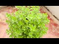 Amazing Ideas | Recycle Plastic Bottles to Grow Mint at Home for Beginners