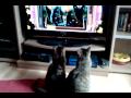 Katze schaut beim Xbox 360 spielen zu