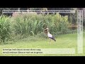 Amsterdam Ciconia Ciconia 2022 -Clattering of White Storks