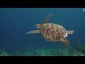 4K Underwater Wonders - Tropical Fish, Coral Reefs - Reduce Stress And Anxiety