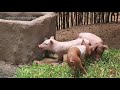 Build Mini Swimming Pool For Wild Pigs Around Build Wild Boar Pigs House