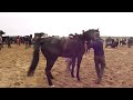 Horses on the Beach: The British Household Cavalry exercising their horses on Holkham Beach, Norfolk