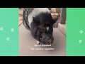 Huge Pig Loves Dancing And Zooming To Man's Guitar | Cuddle Buddies