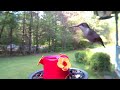 Hummingbird Compilation