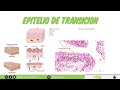 Histología - Tejido Epitelial de Revestimiento (Definición, Clasificación, Función, Características)