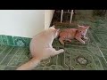 kucing bucin rebutan buah duku ⁉️
