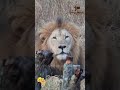 LIONS interrupt mans morning coffee routine FULL STORY