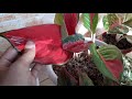 JENIS JENIS AGLAONEMA BERDAUN MERAH