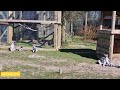 8K Lemur Posing for Picture - Best Pose for Picture at Blair Drummond Safari Park