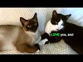 Siamese Cat Singing Song and Dancing Meme | #funnycats