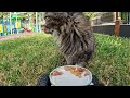 FEED THE CAT 🐈 4K / ASMR