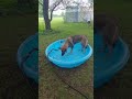 I Promised Liesel A Pool #germanshepherd #gsdmode4life #happypuppy #sillypuppy #swimming #gsdforever