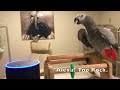 Smartest most conversational parrot ever. Petra the home automation expert, african grey