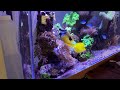 REEF TANK ( LEATHERS AND ANEMONES ) UPDATES
