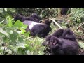 Rwanda Mountain Gorillas