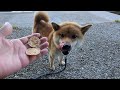 [Noto] R6.5.26 6:00 Shiba Inu Taro walk along Kujuku Bay Sea Glass Beach🐾