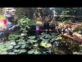 20240802 Relax water sound. My 1st year Monet's Garden. #Waterlily #Dragonfly #DIY #FishPond #莫奈花园