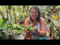 🔵COMO PLANTAR E CULTIVAR A ORQUÍDEA RHYNCHOSTYLIS GIGANTEA‼️