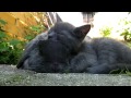 Kitten sleeping on rabbit / gato que duerme en conejo bebé