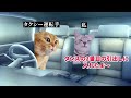 【猫ミーム】×【怖い話】タクシーの先客 #猫マニ #怖い話