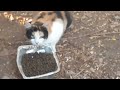 Stray cat being fed
