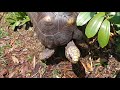 Summer home and pond for the Tortoises