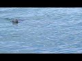 Seals at Cape Cod(1)