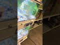 Random video of a pet store